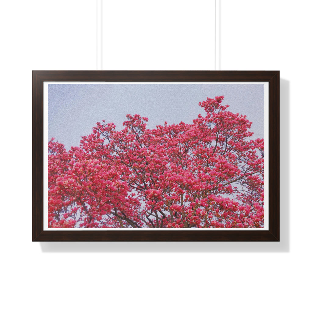 Blooming Pink - Framed Horizontal Poster