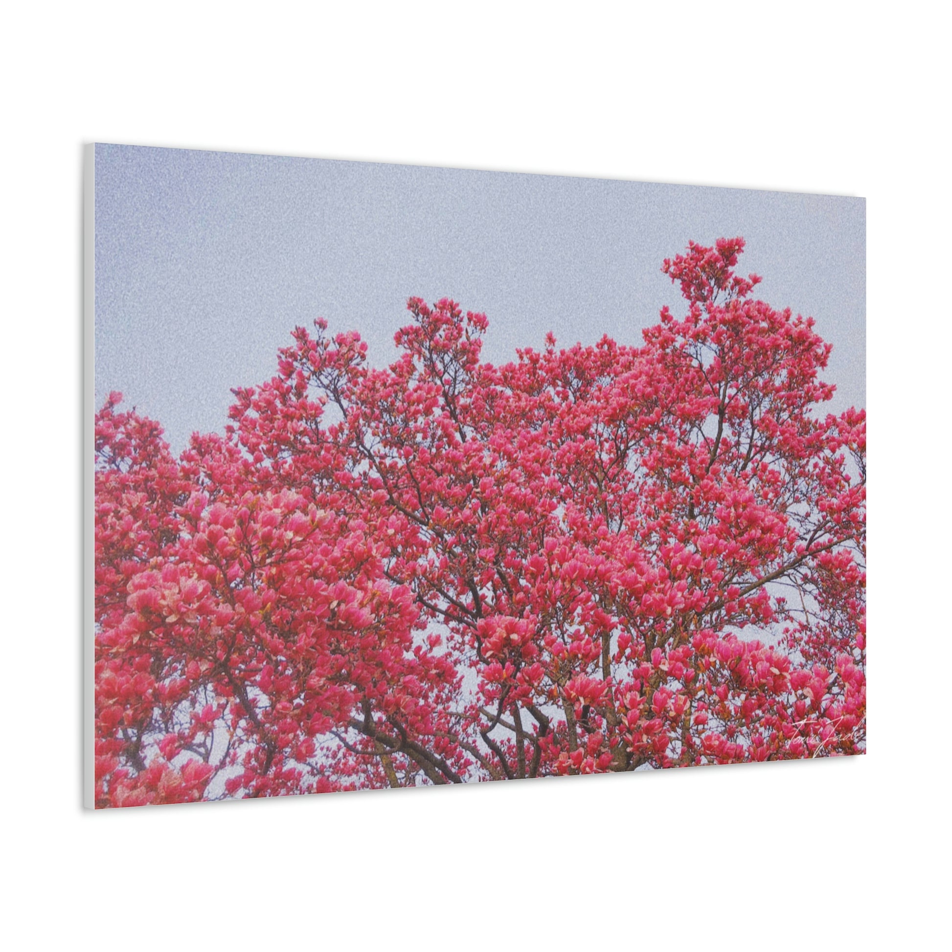 Blooming Pink - Canvas Gallery Wraps - TomiJadePhotos