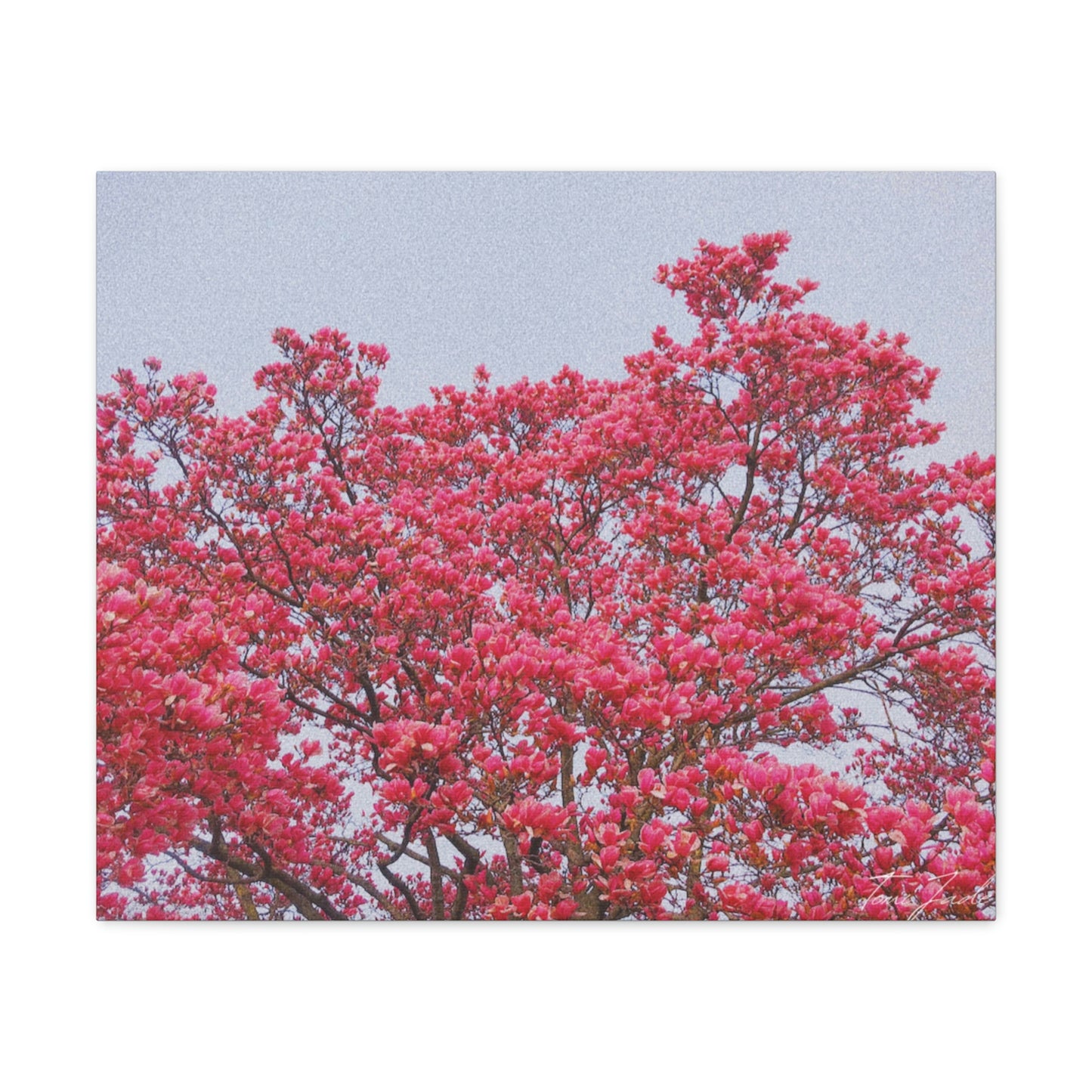 Blooming Pink - Canvas Gallery Wraps - TomiJadePhotos